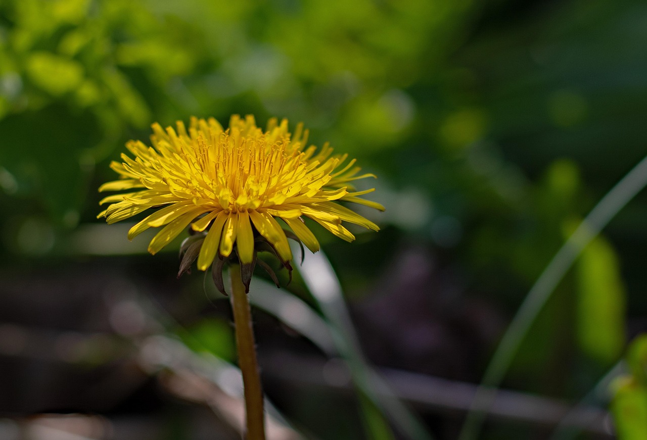 Come si usa Tarassac Slim per ottenere risultati visibili?