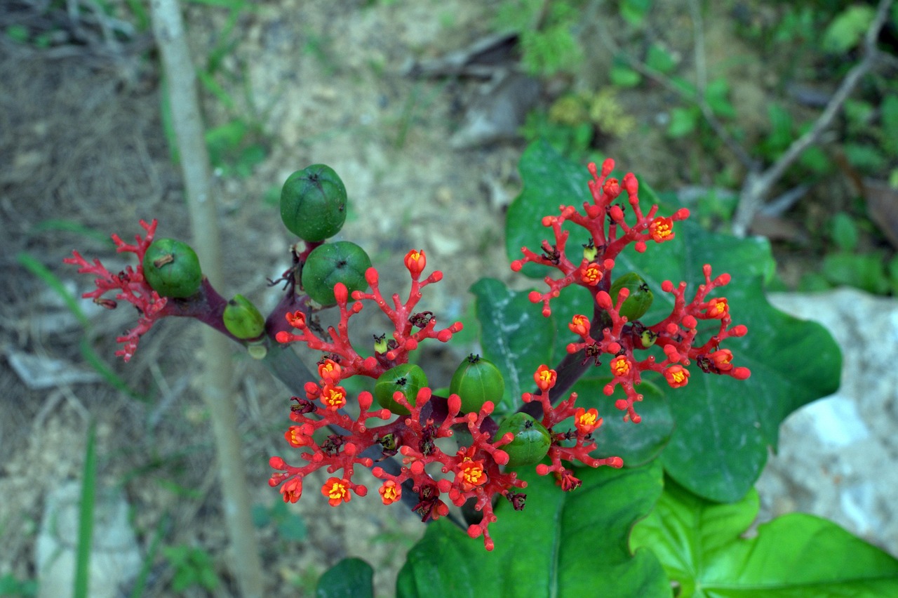 Tauro Plus: quanto costa e dove si compra?